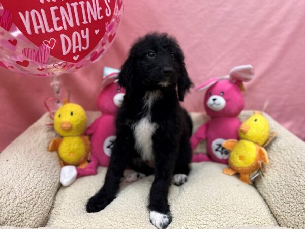 F1B Goldendoodle Dog Female Black 26176 Petland Las Vegas, Nevada