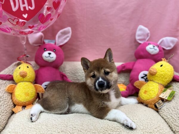 Shiba Inu-Dog-Male-Red Sesame-26166-Petland Las Vegas, Nevada