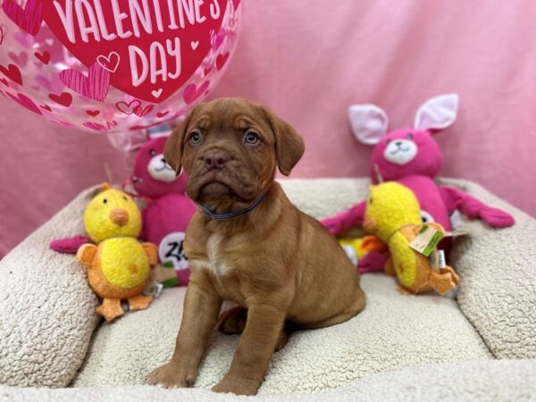 Dogue de Bordeaux Dog Male Red 26167 Petland Las Vegas, Nevada