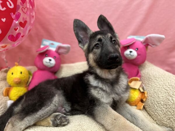 German Shepherd Dog Dog Male Black / Tan 26171 Petland Las Vegas, Nevada