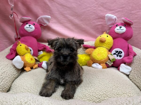 Cairn Terrier Dog Female Wheaten 26169 Petland Las Vegas, Nevada