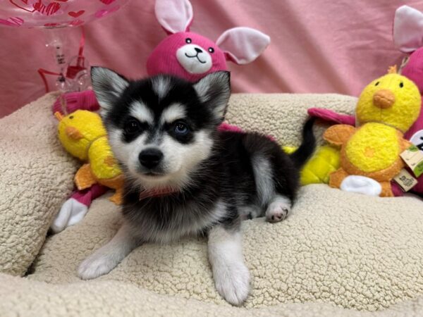 Alaskan Klee Kai Dog Female Black / White 26170 Petland Las Vegas, Nevada