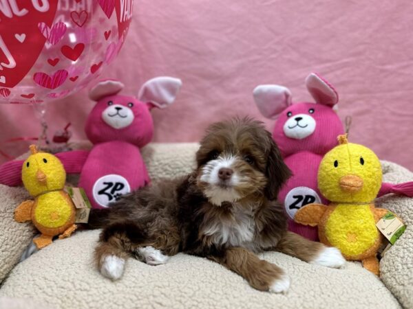 F1B Mini Bernadoodle Dog Female Chocolate Merle 26172 Petland Las Vegas, Nevada