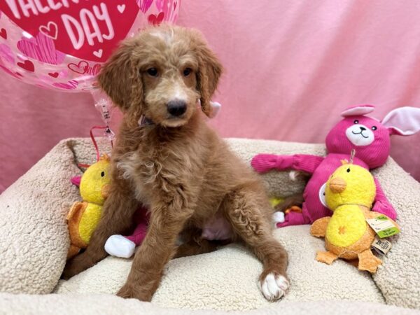 F1B Goldendoodle Dog Male 26177 Petland Las Vegas, Nevada