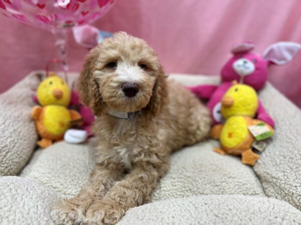 F1B Goldendoodle Dog Male Golden 26182 Petland Las Vegas, Nevada