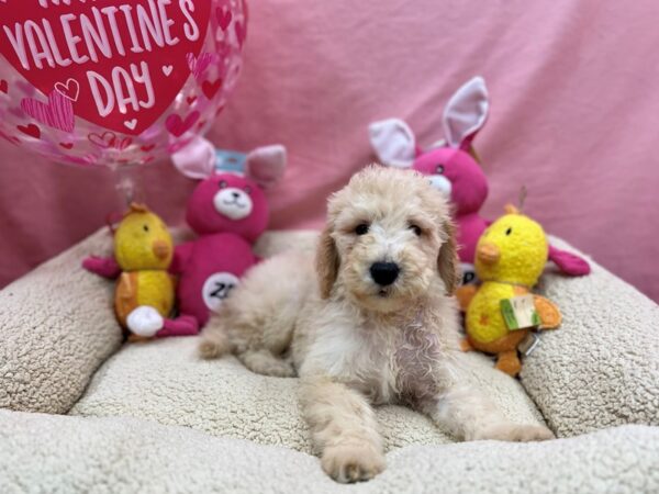 F1B Goldendoodle Dog Male Golden 26181 Petland Las Vegas, Nevada