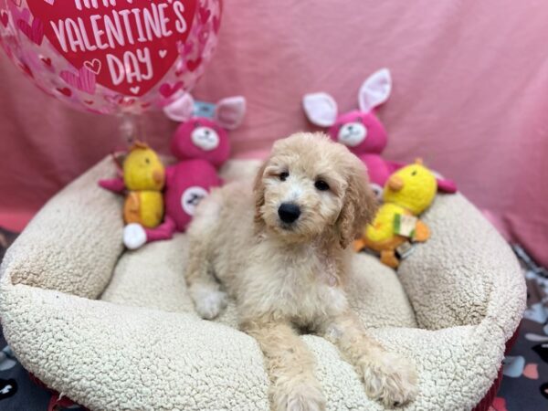 F1B Goldendoodle Dog Female Golden 26183 Petland Las Vegas, Nevada