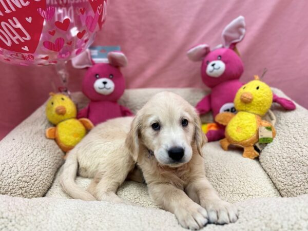 English Cream Golden Retriever Dog Male Cream 26178 Petland Las Vegas, Nevada