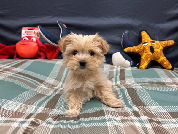 F2 Morkie Dog Female Cream 26150 Petland Las Vegas, Nevada