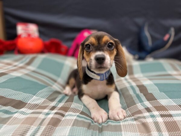 Beagle Dog Male Black / Tan 26134 Petland Las Vegas, Nevada