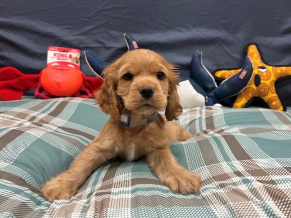 Cocker Spaniel-Dog-Male-Buff-26137-Petland Las Vegas, Nevada