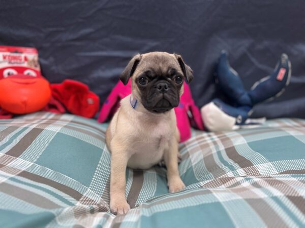 Pug Dog Male Fawn 26127 Petland Las Vegas, Nevada