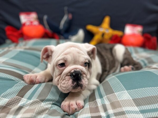 English Bulldog-Dog-Male-Blue Merle-26123-Petland Las Vegas, Nevada