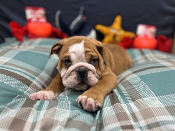 English Bulldog Dog Male Red and White 26122 Petland Las Vegas, Nevada