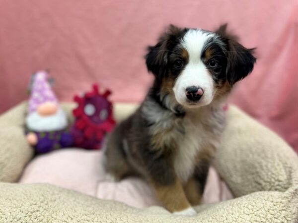 Miniature Australian Shepherd-Dog-Female-Tri-Color-26175-Petland Las Vegas, Nevada