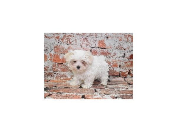 Maltese-Dog-Female-White-26192-Petland Las Vegas, Nevada