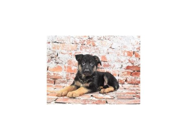 German Shepherd Dog-Dog-Female-Black and Tan-26197-Petland Las Vegas, Nevada