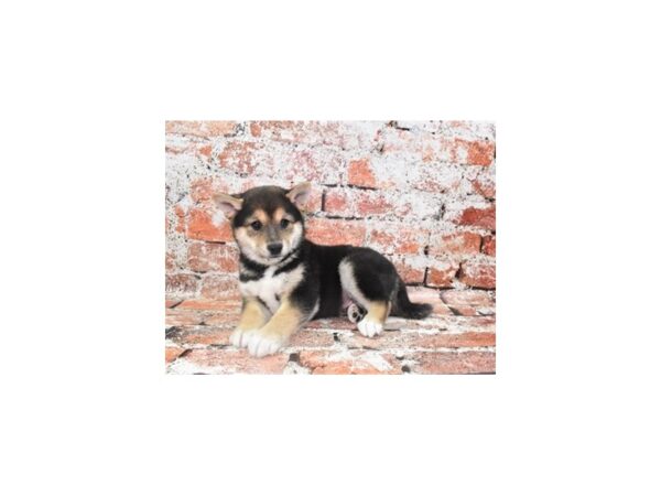 Shiba Inu Dog Male Black and Tan 26186 Petland Las Vegas, Nevada