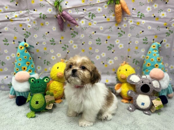 Bichon Frise/Shih Tzu Dog Female Brindle / White 26202 Petland Las Vegas, Nevada