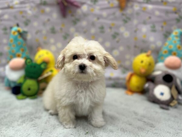 Bichon Frise/Poodle Dog Female Cream 26204 Petland Las Vegas, Nevada