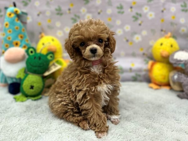 Poodle-Dog-Female-Apricot-26201-Petland Las Vegas, Nevada