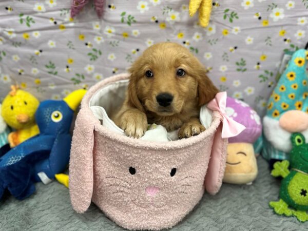 Golden Retriever Dog Female Golden 26199 Petland Las Vegas, Nevada