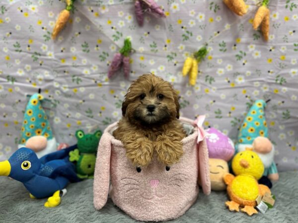 Poodle/Shih Tzu Dog Male Red Sable 26205 Petland Las Vegas, Nevada