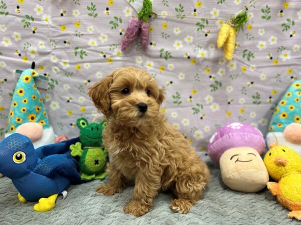 F1B Mini Goldendoodle-Dog-Female-Apricot-26203-Petland Las Vegas, Nevada