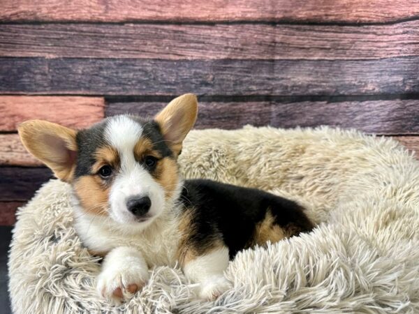 Pembroke Welsh Corgi Dog Male Black and Tan 26194 Petland Las Vegas, Nevada