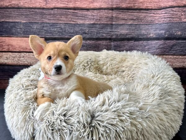 Pembroke Welsh Corgi-Dog-Female-Red-26193-Petland Las Vegas, Nevada