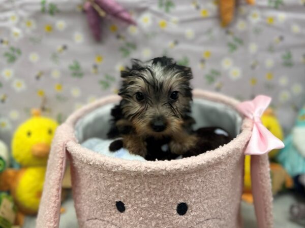 Silky Terrier Dog Female Silver Black and Tan 26190 Petland Las Vegas, Nevada