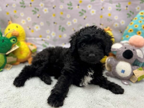 Miniature Australian Shepherd/Poodle-Dog-Female-Black-26185-Petland Las Vegas, Nevada