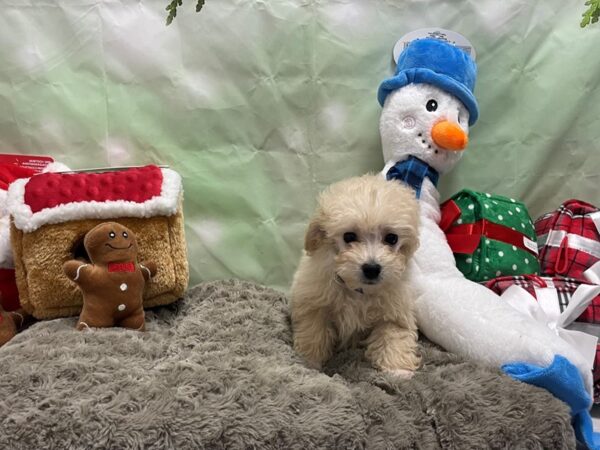 Poodle-Dog-Male-Cream-25945-Petland Las Vegas, Nevada