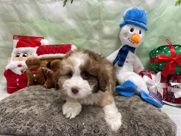 Australian Shepherd/Poodle Dog Female Chocolate Merle 25932 Petland Las Vegas, Nevada