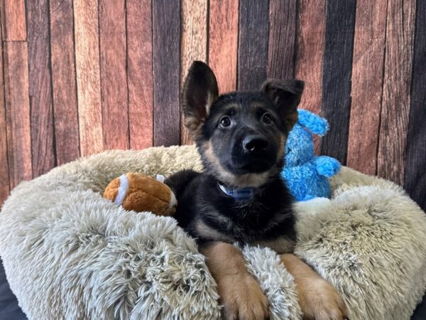 German Shepherd Dog Dog Male Black / Tan 26094 Petland Las Vegas, Nevada