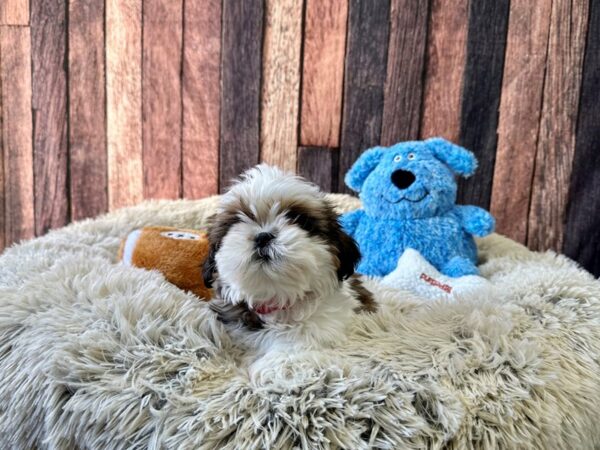 Shih Tzu Dog Female White / Gold 26091 Petland Las Vegas, Nevada