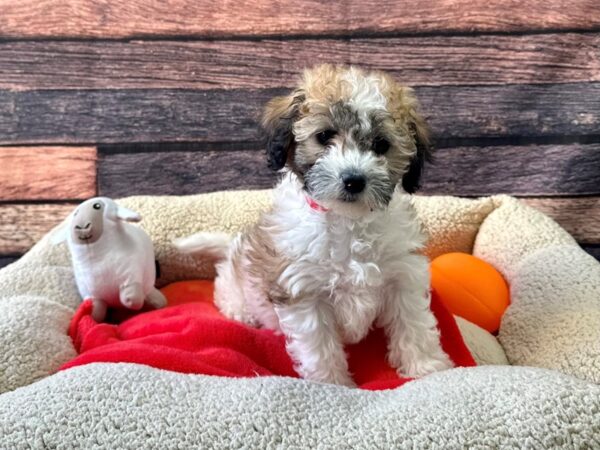 [#26121] Sable / White Female Bichon Frise/Shih Tzu Puppies For Sale
