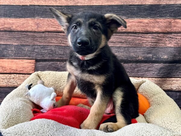 German Shepherd Dog Dog Female Black / Tan 26112 Petland Las Vegas, Nevada