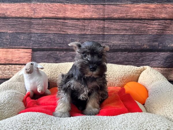 [#26111] Salt / Pepper Male Miniature Schnauzer Puppies For Sale