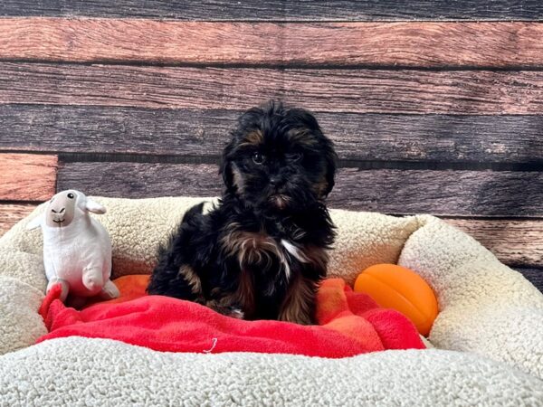 [#26113] Black / Tan Female Poodle/Shih Tzu Puppies For Sale
