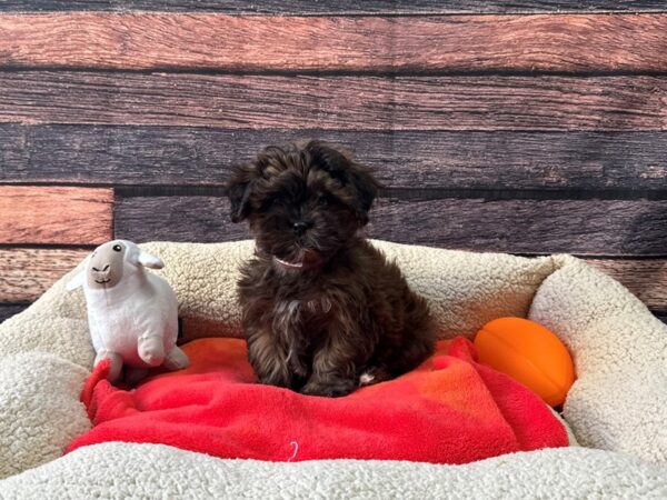 Poodle/Shih Tzu-Dog-Female-Gold-26114-Petland Las Vegas, Nevada