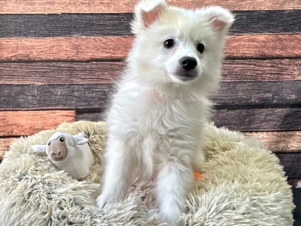 American Eskimo Dog Dog Female White 26132 Petland Las Vegas, Nevada