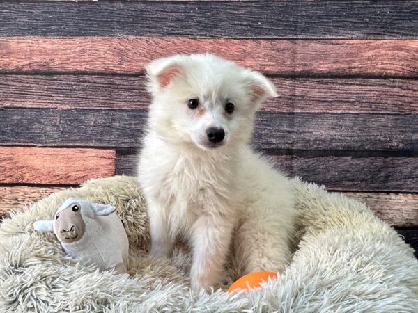 American Eskimo Dog Dog Female White 26133 Petland Las Vegas, Nevada