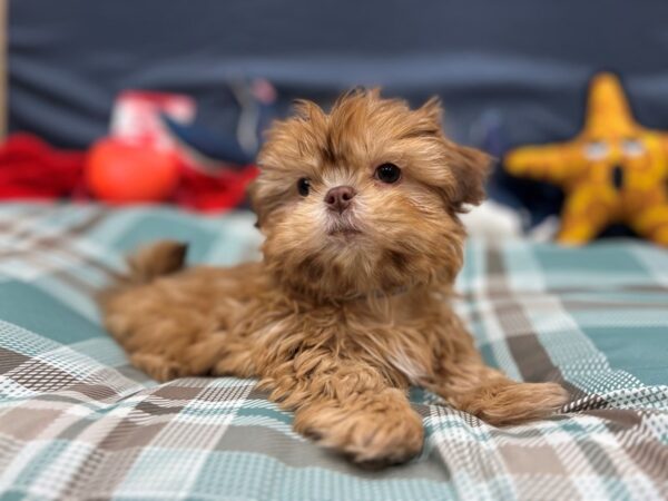 Shih Tzu-Dog-Male-Liver-26129-Petland Las Vegas, Nevada