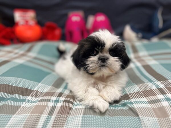 Shih Tzu Dog Female White / Sable 26149 Petland Las Vegas, Nevada