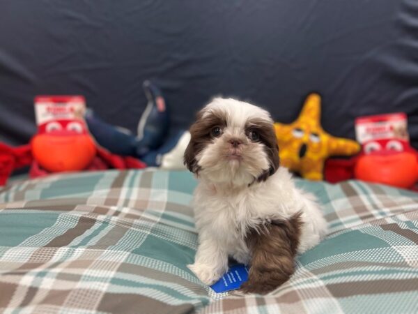 Shih Tzu Dog Female White, Chocolate / Tan 26148 Petland Las Vegas, Nevada