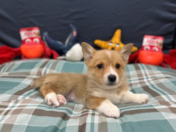 Pembroke Welsh Corgi-Dog-Male-Red / White-26144-Petland Las Vegas, Nevada