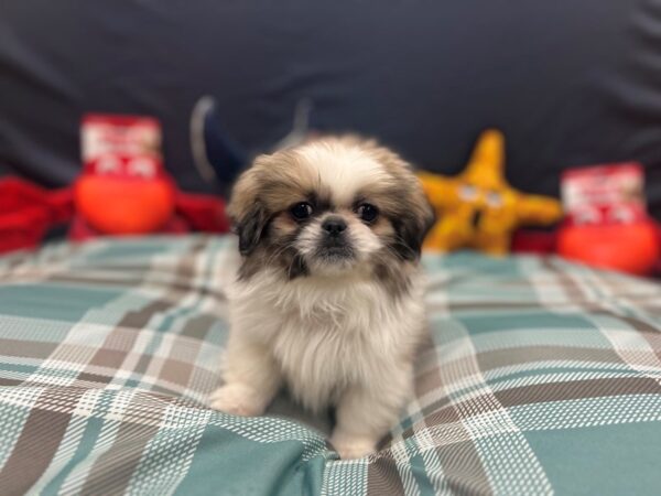 [#26142] White / Fawn Male Pekingese Puppies For Sale
