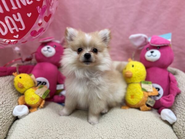 Pomeranian Dog Male Cream 26155 Petland Las Vegas, Nevada