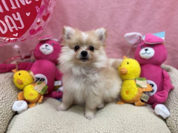 [#26155] Cream Male Pomeranian Puppies For Sale